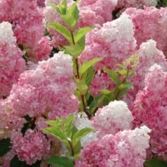 Bugás hortenzia HYDRANGEA PANICULATA VANILLE FRAISE (R)