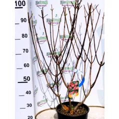 Bugás hortenzia HYDRANGEA PANICULATA VANILLE FRAISE (R)