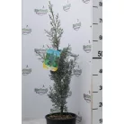 Oszlopos arizóniai ciprus Cupressus arizonica 'Fastigiata' CLT. 3