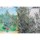 Oszlopos arizóniai ciprus Cupressus arizonica 'Fastigiata' CLT. 3