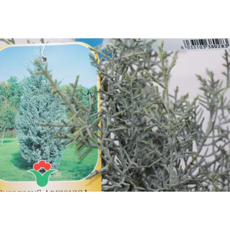 Oszlopos arizóniai ciprus Cupressus arizonica 'Fastigiata' CLT. 3