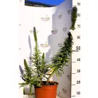 Madeira büszkesége Echium Fastuosum Clt.10