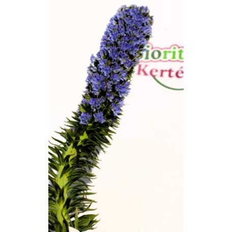 Madeira büszkesége Echium Fastuosum Clt.10