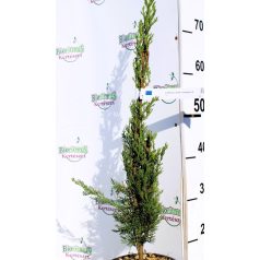   Európai (toszkán vagy olasz) ciprus CUPRESSUS SEMP. PYRAMIDALIS CLT. 3