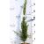 Európai (toszkán vagy olasz) ciprus CUPRESSUS SEMP. PYRAMIDALIS CLT. 3