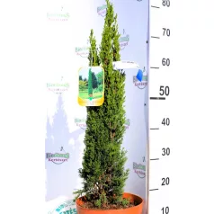   Karcsú olasz ciprus (Karcsú európai ciprus) CUPRESSUS SEMPERVIRENS TOTEM CLT. 5