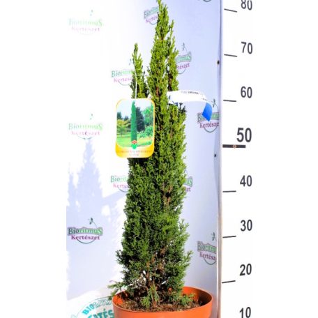 Karcsú olasz ciprus (Karcsú európai ciprus) CUPRESSUS SEMPERVIRENS TOTEM CLT. 5