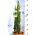 Karcsú olasz ciprus (Karcsú európai ciprus) CUPRESSUS SEMPERVIRENS TOTEM CLT. 5