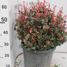   Törpe Korallberkenye gömb PHOTINIA FRASERI Little RED ROBIN (NANA) CLT.15 BALL