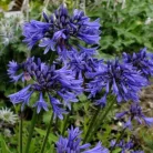 Szerelemvirág kék színű Agapanthus Northern Star CLT. 3