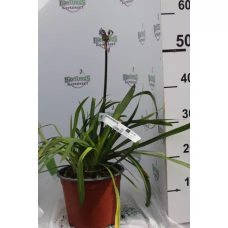 Szerelemvirág kék színű Agapanthus Northern Star CLT. 3