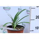Szerelemvirág kék színű Agapanthus Northern Star CLT. 3