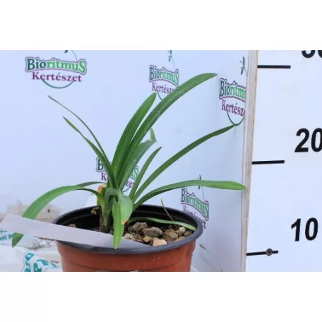 Szerelemvirág kék színű Agapanthus Northern Star CLT. 3
