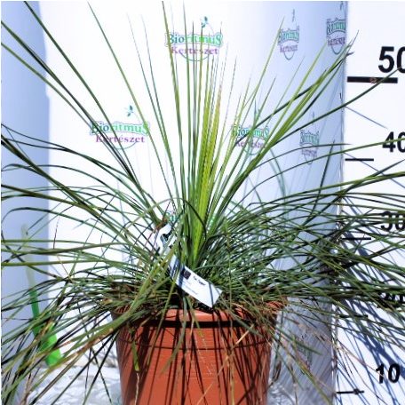 Jukka YUCCA LINEARIS LV 9