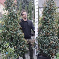   Korallberkenye extra méret PHOTINIA SERULATA RED ROBIN CLT.55 200/250 cm