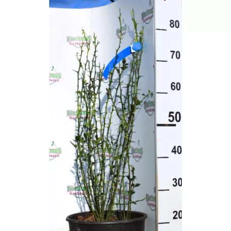 Vadcitrom Poncirus trifoliata CLT. 10