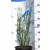 Vadcitrom Poncirus trifoliata CLT. 10