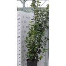 Novita babérmeggy Prunus laurocerasus 'Novita' CLT. 25 175/200