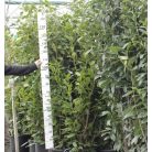 Novita babérmeggy Prunus laurocerasus 'Novita' CLT. 25 175/200