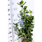 Novita babérmeggy Prunus laurocerasus 'Novita' CLT. 10