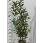 Novita babérmeggy Prunus laurocerasus 'Novita' CLT. 10