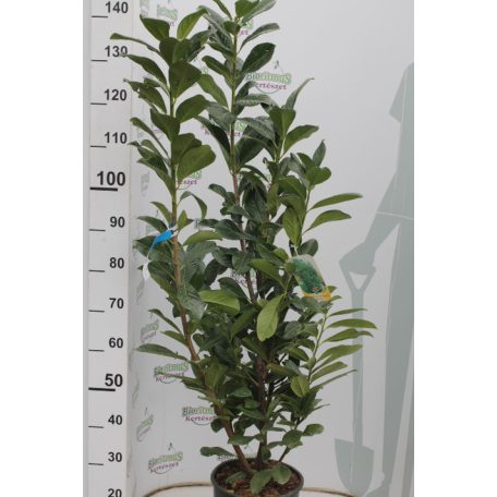 Novita babérmeggy Prunus laurocerasus 'Novita' CLT. 10