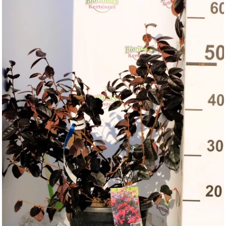 Kínai rojtosvirág Loropetalum chinense Black Pearl CLT. 5