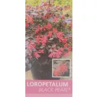 Kínai rojtosvirág Loropetalum chinense Black Pearl CLT. 5