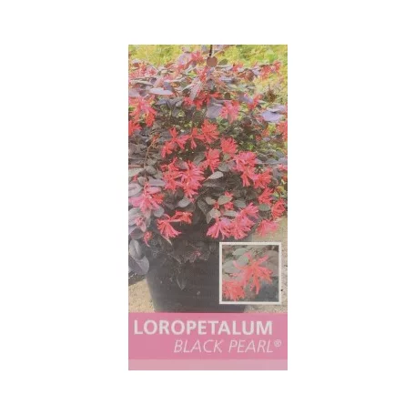 Kínai rojtosvirág Loropetalum chinense Black Pearl CLT. 5