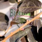Kínai rojtosvirág Loropetalum chinense Black Pearl CLT. 5