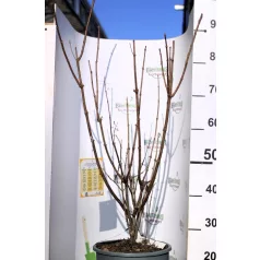 Bugás hortenzia Hydrangea pan. válogatás CLT. 10