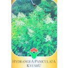 Bugás hortenzia Hydrangea pan. válogatás CLT. 10