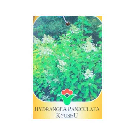 Bugás hortenzia Hydrangea pan. válogatás CLT. 10