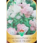 Bugás hortenzia Hydrangea pan. válogatás CLT. 10