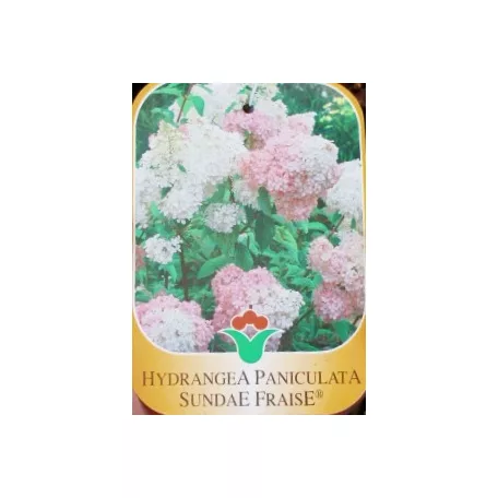 Bugás hortenzia Hydrangea pan. válogatás CLT. 10