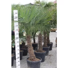   Kínai kenderpálma Chamaerops excelsa (Trachycarpus fortunei) CONT TR.50/60