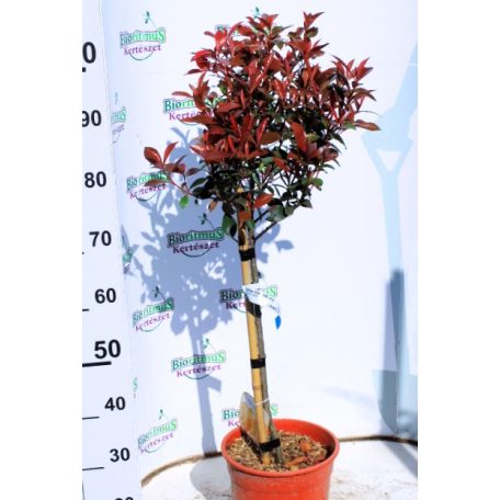 Korallberkenye Photinia x fraseri Carre Rouge lt.9. Mini Standard