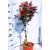 Korallberkenye Photinia x fraseri Carre Rouge lt.9. Mini Standard