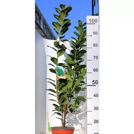 Novita babérmeggy Prunus laurocerasus Novita CLT. 5