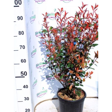 Korallberkenye PHOTINIA X FRASERI CARRE ROUGE Konténeres 10 lit.