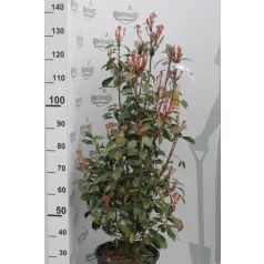   Korallberkenye Photinia × fraseri 'Red Robin' CLT. 15