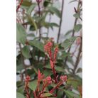Korallberkenye Photinia × fraseri 'Red Robin' CLT. 15