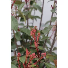   Korallberkenye Photinia × fraseri 'Red Robin' CLT. 15