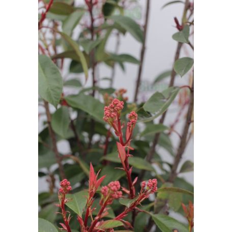 Korallberkenye Photinia × fraseri 'Red Robin' CLT. 15