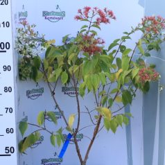 Hétfiúvirágcserje Heptacodium miconioides CLT. 10
