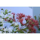 Hétfiúvirágcserje Heptacodium miconioides CLT. 10
