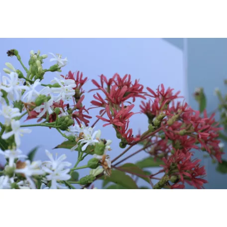 Hétfiúvirágcserje Heptacodium miconioides CLT. 10