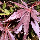 Vöröslevelű japán juhar Acer palmatum Atropurpureum CLT. 15