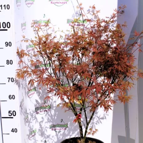 Vöröslevelű japán juhar Acer palmatum Atropurpureum CLT. 15