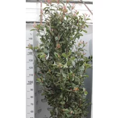   Rózsaszín tarkalevelű korallberkenye Photinia x fraseri Pink Marble CLT.35 175/200